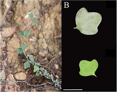 Characterizing the Leaf Transcriptome of Chrysanthemum rhombifolium (Ling et C. Shih), a Drought Resistant, Endemic Plant From China